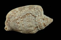 藏品(緋袖鳳凰螺)的圖片